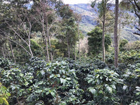 Peru - Churupampa (Washed)