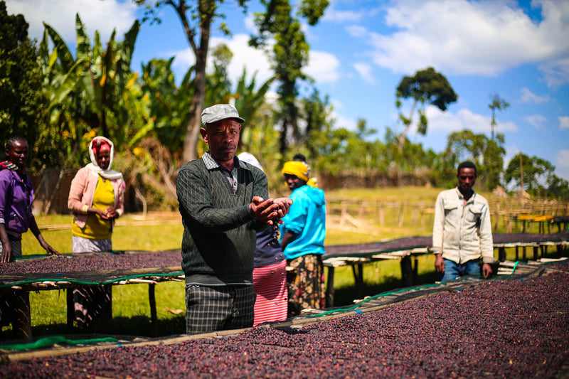 Ethiopia  - Keramo (Washed)