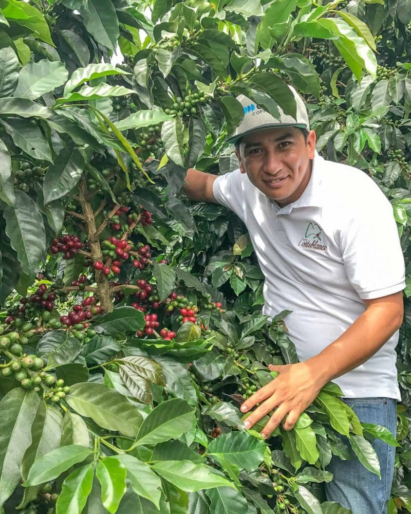 Colombia – Monteblanco, Geisha Gold Grand Cru (Washed)